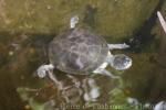 Zulia toad-headed turtle