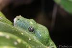 Green tree python
