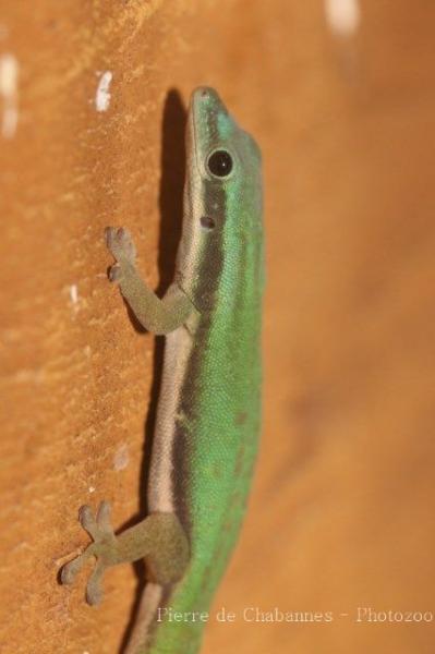 Black-banded day gecko