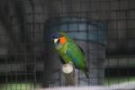 Blue-fronted fig-parrot