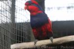 Red-and-blue lory