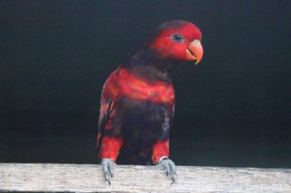 Violet-necked lory