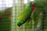 Yellow-throated hanging-parrot