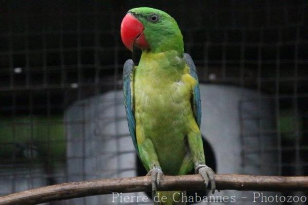 Great-billed parrot