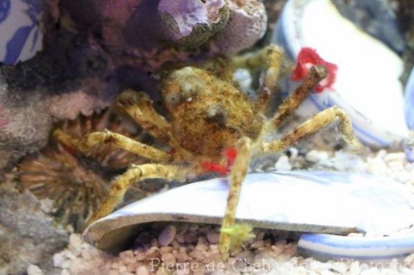 Spider decorator crab