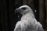 White-bellied sea-eagle