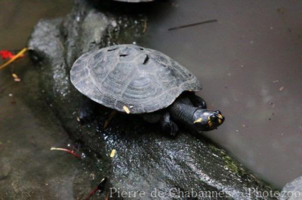 Yellow-spotted Amazon river turtle
