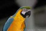 Blue-and-gold macaw