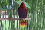 Eclectus parrot