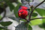 Red lory
