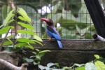 Javan kingfisher