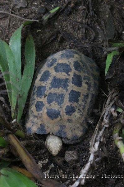 Forsten's tortoise