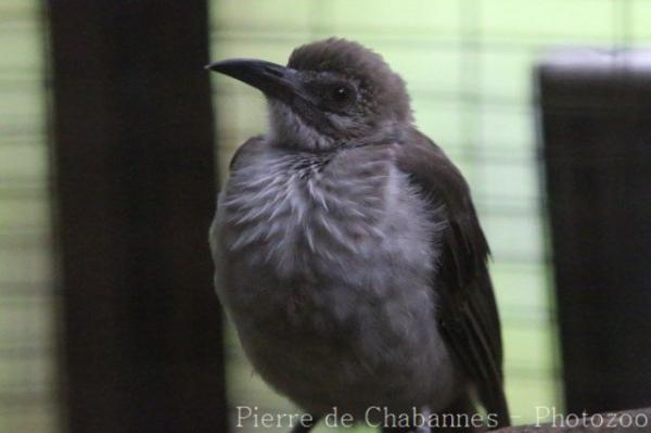 Timor friarbird