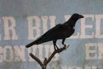 Philippine jungle crow