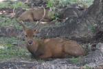 Calauit game preserve and Wildlife Sanctuary