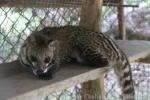 Malay civet