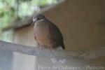 Short-billed brown-dove