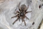 Rear-horned baboon spider
