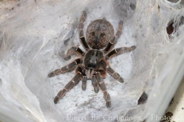 Rear-horned baboon spider
