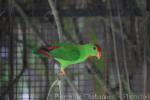 Philippine hanging-parrot