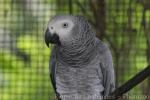 African grey parrot