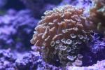 Green flowerpot coral