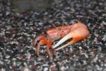 Bowed fiddler crab