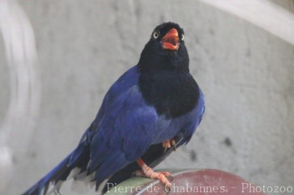 Taiwan blue magpie