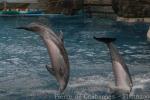 Pacific bottlenose dolphin