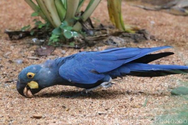 Lear's macaw
