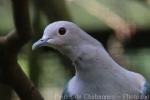 Green imperial-pigeon