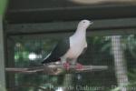 Elegant imperial pigeon