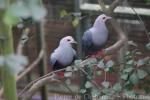 Pinon's imperial-pigeon