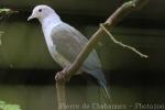 Pink-headed imperial-pigeon