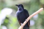 Red-winged starling