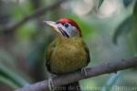 Laced woodpecker