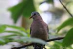 Blue-spotted wood-dove