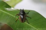Giant montane stag beetle