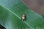 Nape-spot stag beetle