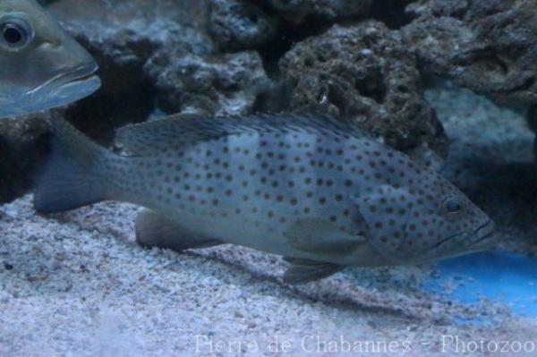 Duskytail grouper