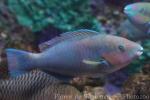Quoy's parrotfish