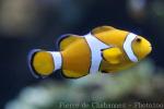 Clown anemonefish