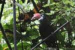 Rufous-headed hornbill