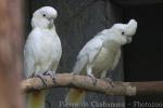 Philippine cockatoo