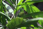 Blue-crowned racquet-tail