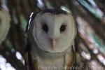 Eastern grass owl
