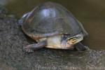 South-east Asian box turtle