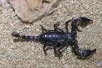 Giant Asian forest scorpion