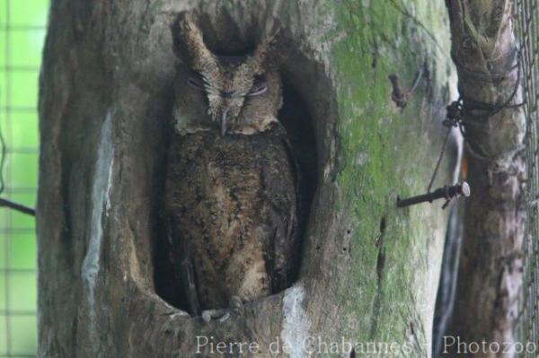 Mindanao lowland scops-owl