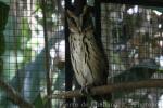 Giant scops-owl